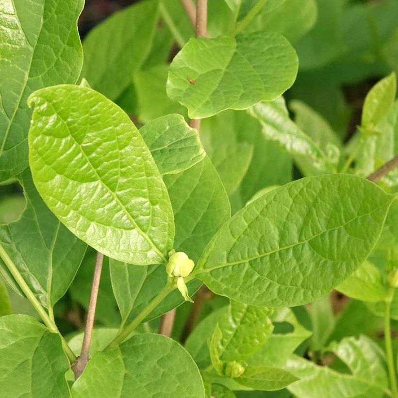 Calycanthus Venus - Arbre aux anémones (Foliage)