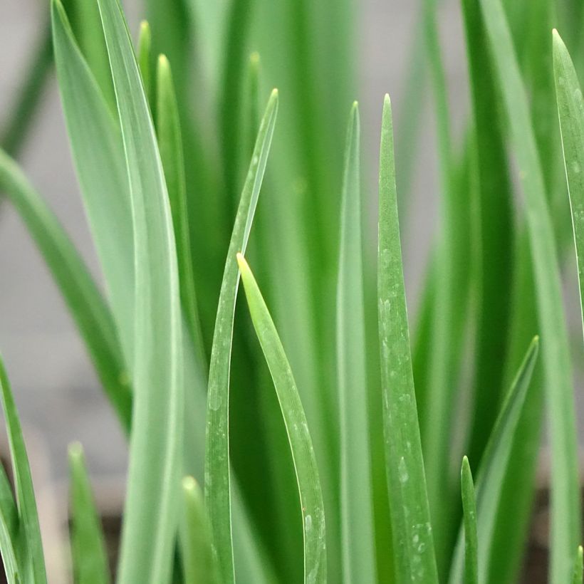 Camassia leichtlinii Blanc (Feuillage)