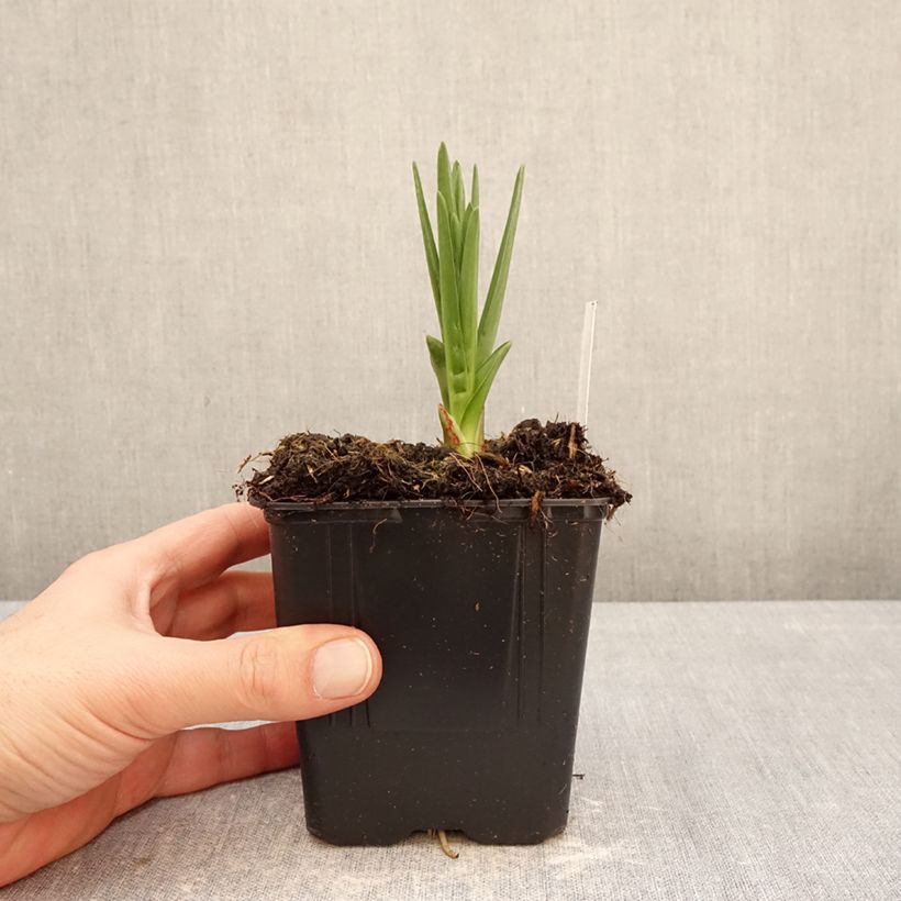 Example of Camassia leichtlinii Caerulea Pot de 1L/1,5L as you get in hiver