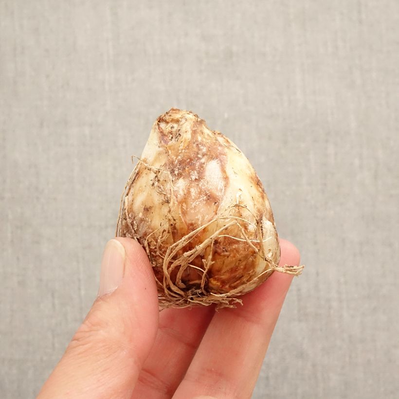 Example of Camassia leichtlinii Sacajawea Bulbe calibre 14+ as you get in printemps