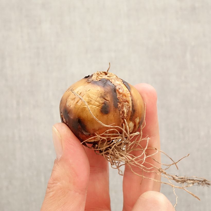 Example of Camassia leichtlinii Semiplena Bulbe calibre 12+ as you get in printemps