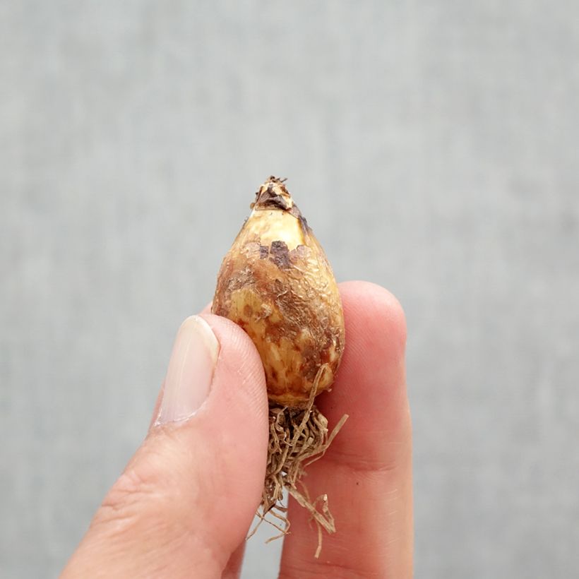 Example of Camassia quamash Bulbe calibre 6+ as you get in printemps