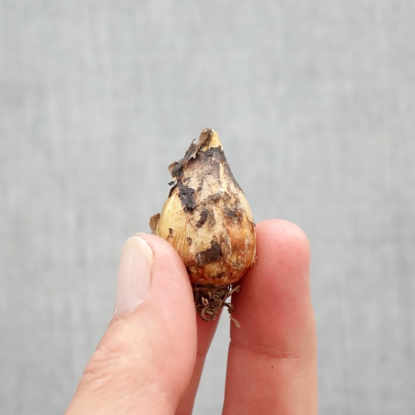 Spécimen de Camassia quamash Orion Bulbe calibre 6+ tel que livré au printemps