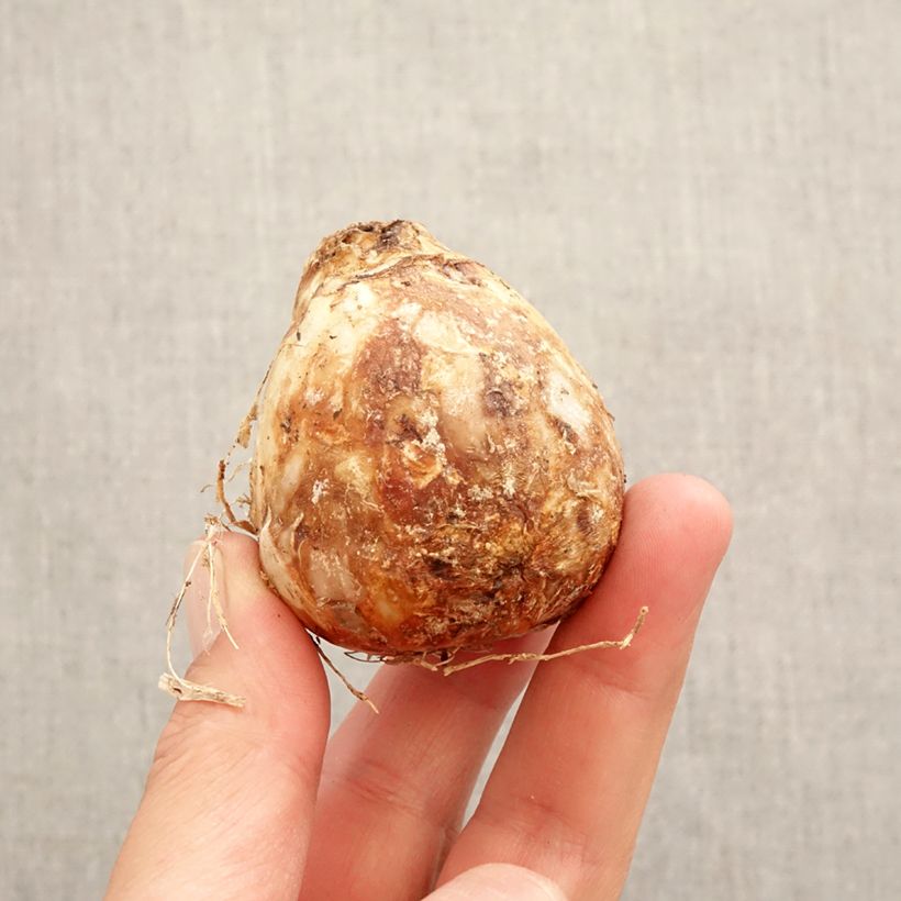 Example of Camassia Zwanenburg Wisteria Blue Bulbe calibre 14/16 as you get in printemps