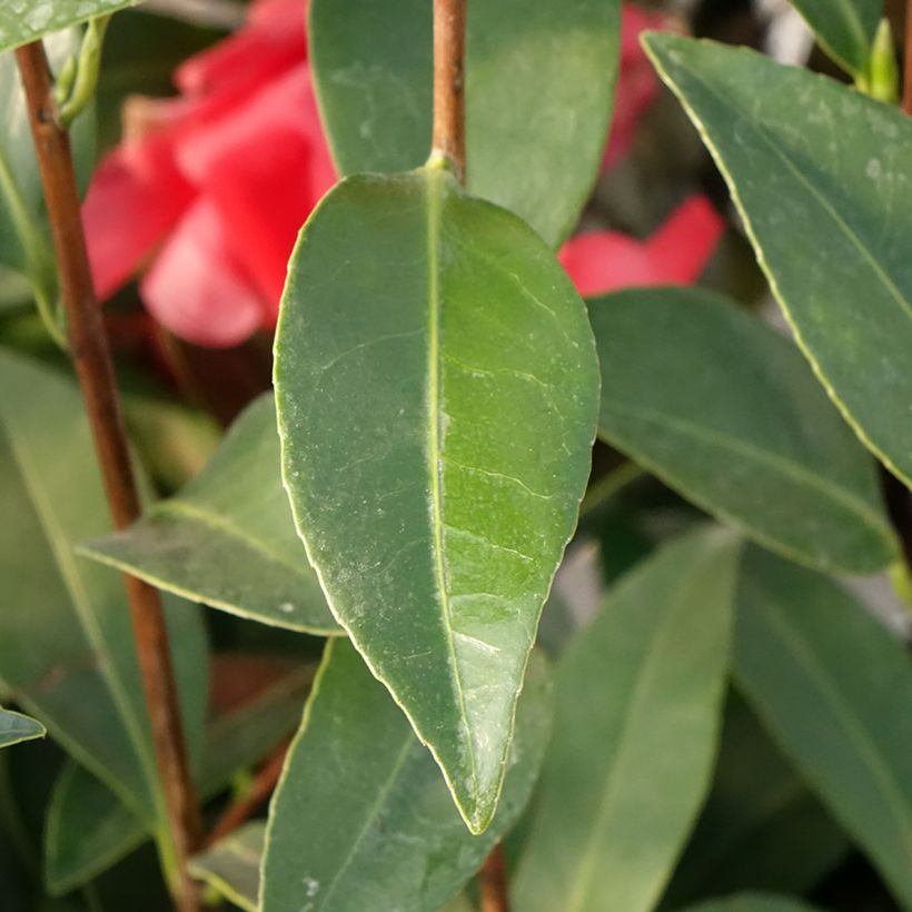 Camélia 1001 Summer Nights Jasmine - Camellia x changii (Feuillage)