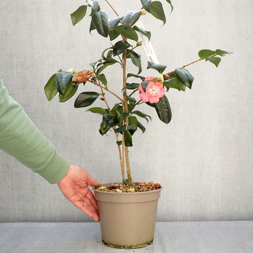 Spécimen de Camélia Baby Sis Pink - Camellia japonica Pot de 4L/5L tel que livré en hiver