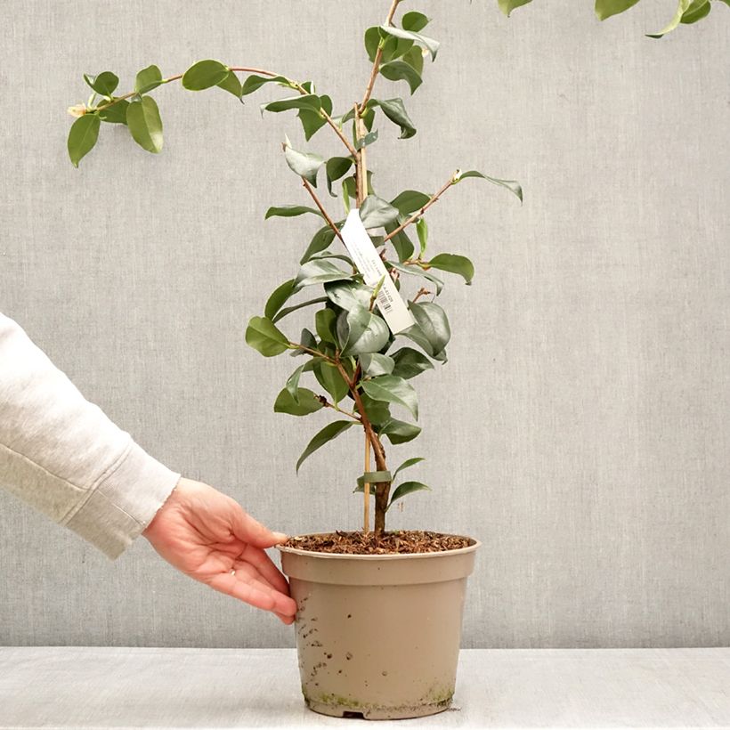 Spécimen de Camélia Baby Sis Pink - Camellia japonica Pot de 4L/5L tel que livré au printemps