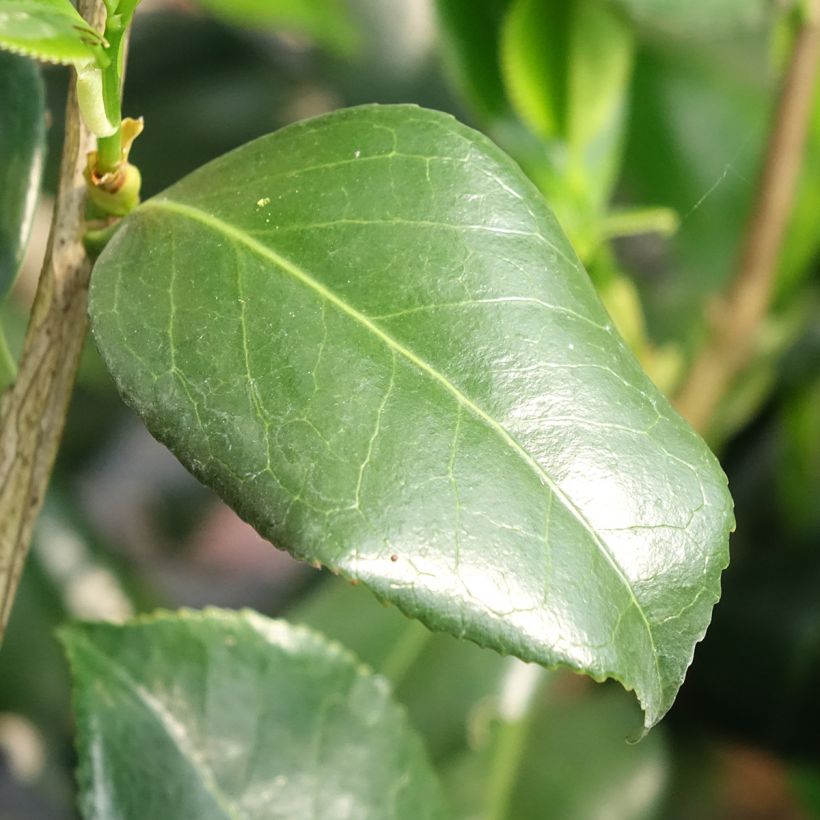 Camélia Betty Foy Sanders - Camellia japonica (Feuillage)