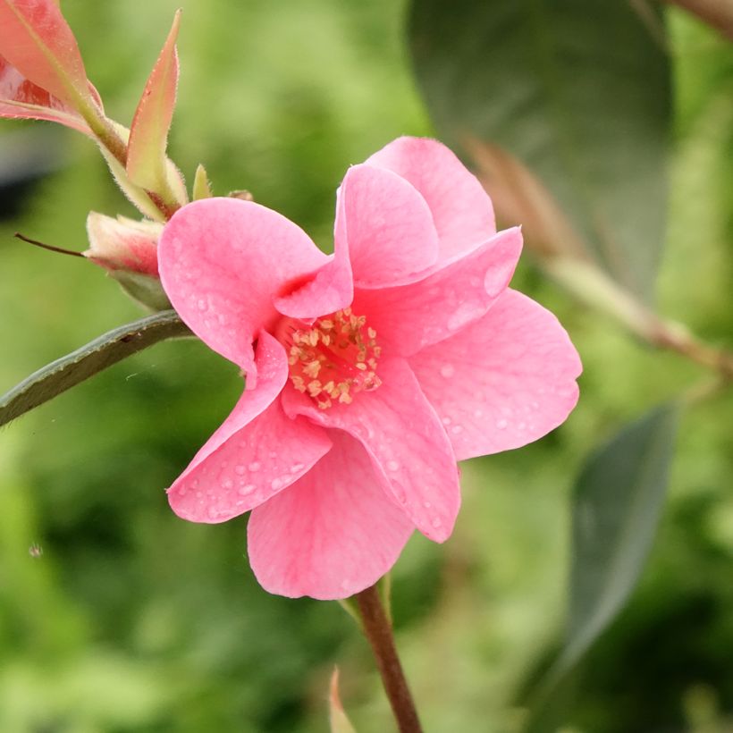 Camélia champêtre - Camellia Crimson Candles (Floraison)
