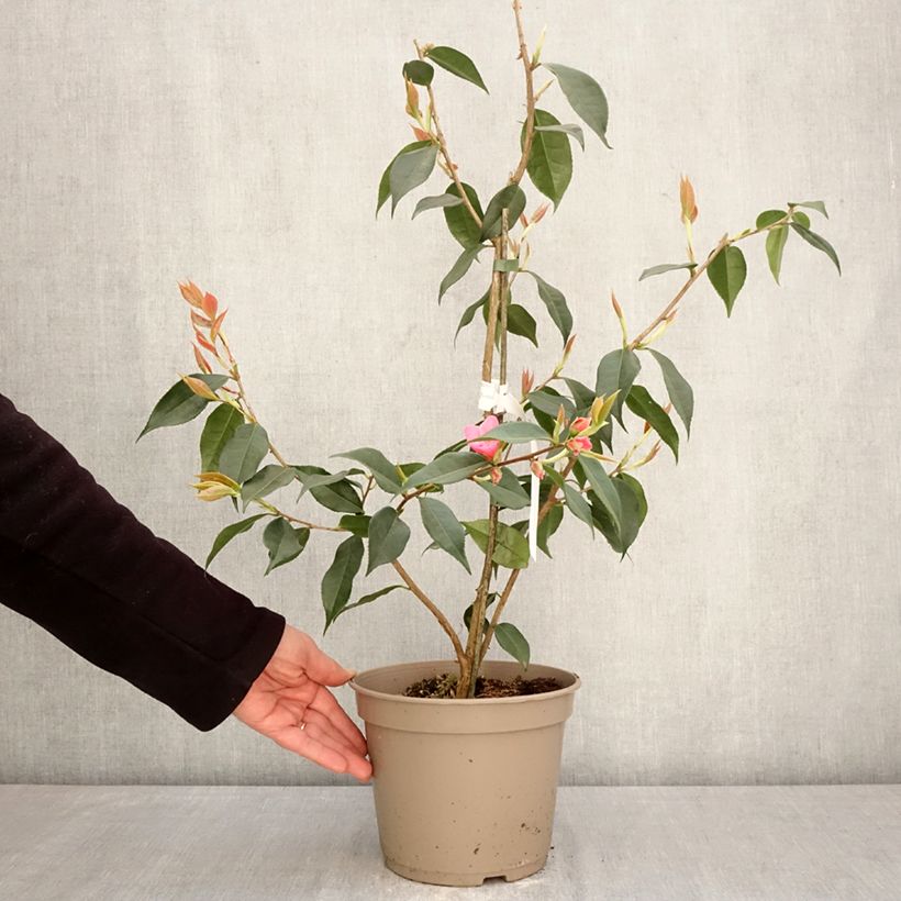 Spécimen de Camélia champêtre - Camellia Crimson Candles Pot de 4L/5L tel que livré au printemps