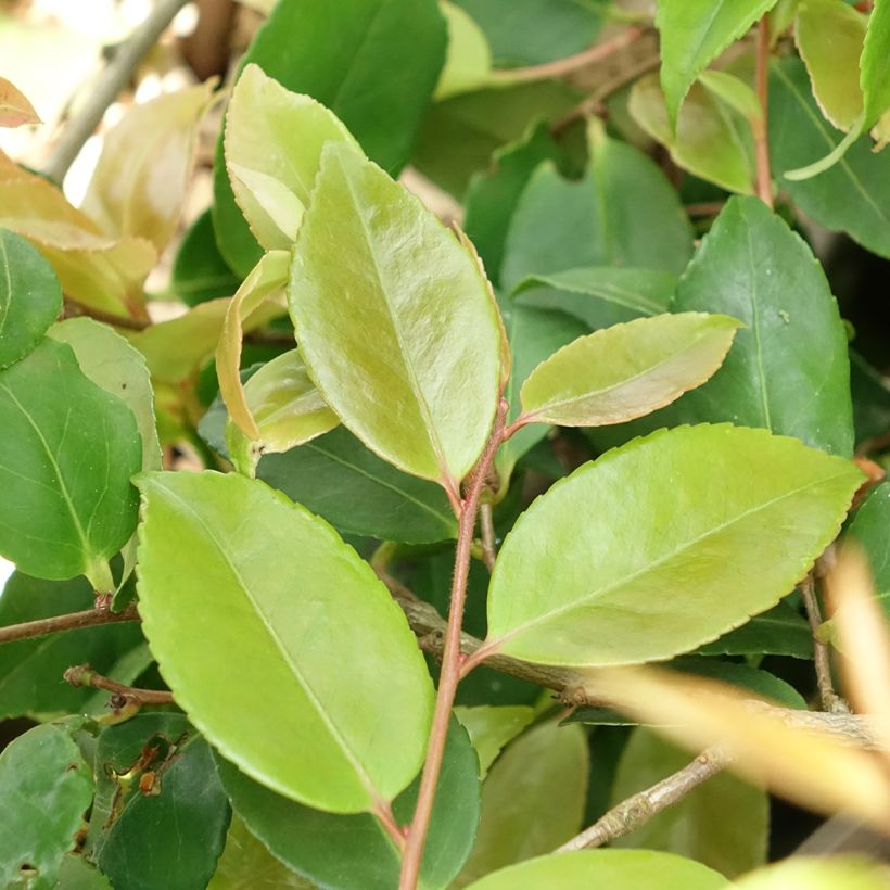 Camélia champêtre - Camellia Quintessence (Feuillage)