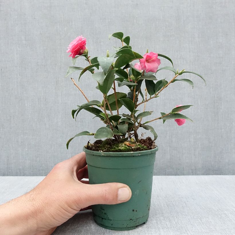 Spécimen de Camélia champêtre - Camellia Spring Festival Pot de 12 cm / 13 cm tel que livré au printemps