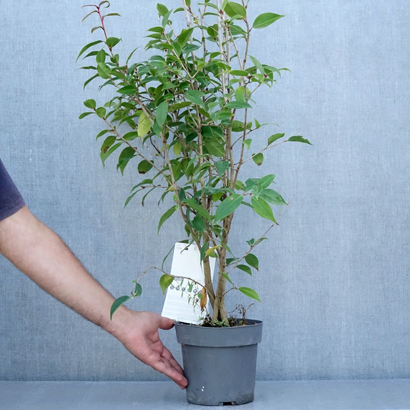 Spécimen de Camélia champêtre - Camellia Spring Festival Pot de 3L/4L tel que livré en été