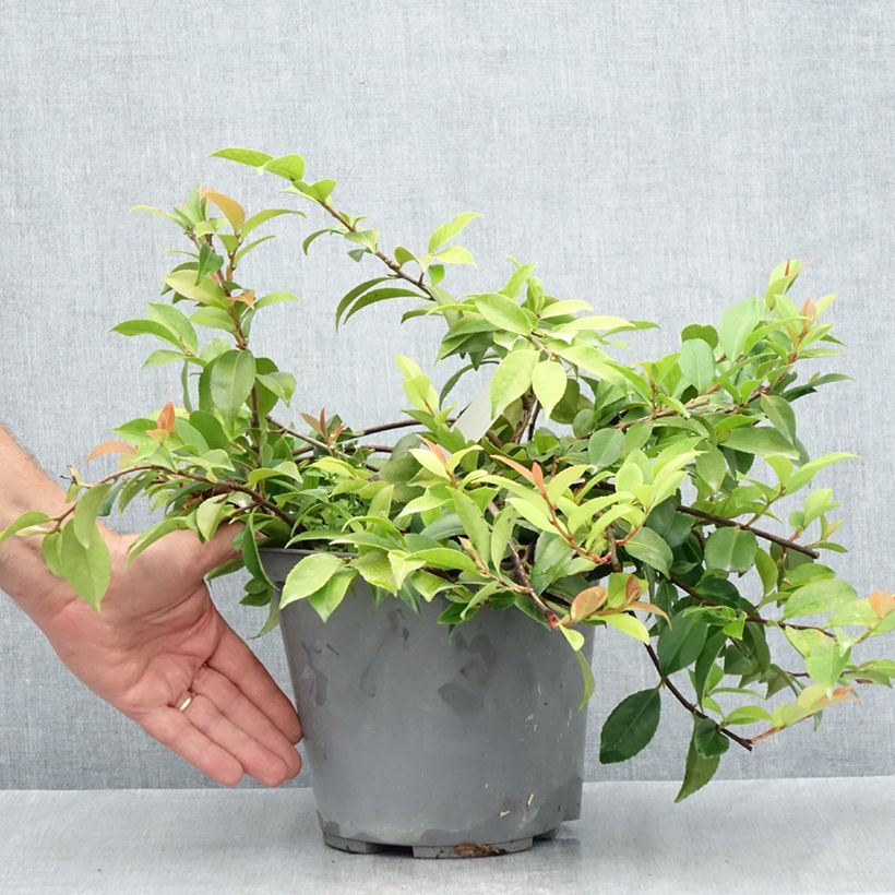 Spécimen de Camélia champêtre - Camellia Sweet Emily Kate Pot de 4L/5L tel que livré en été