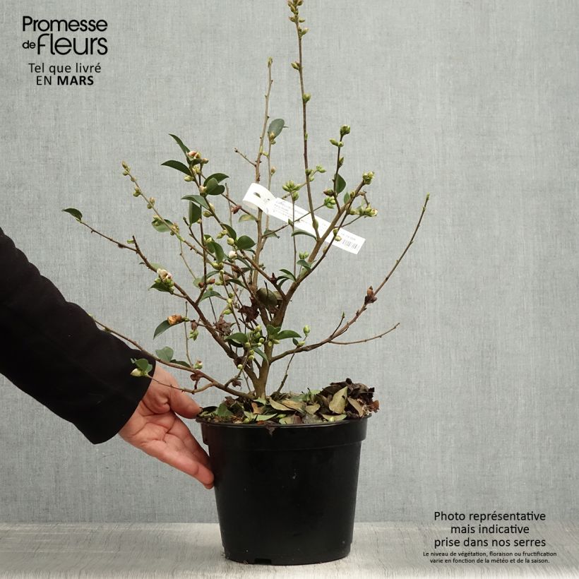 Spécimen de Camélia champêtre Fairy blush  Pot de 3L/4L tel que livré au printemps