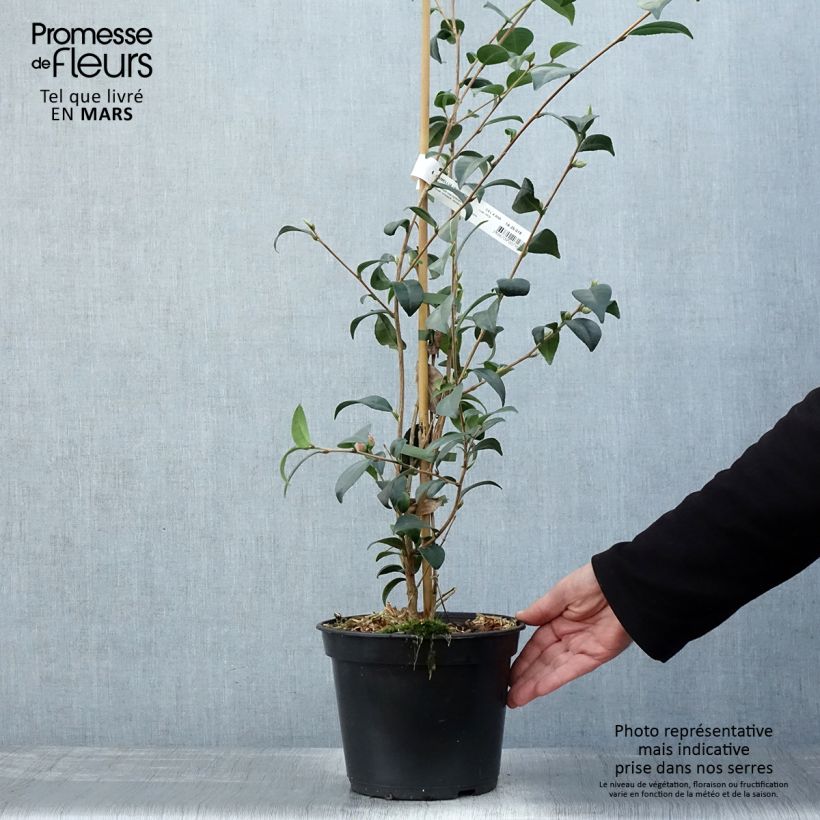 Spécimen de Camélia champêtre Gay Baby Pot de 4L/5L tel que livré au printemps