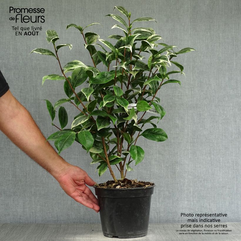 Spécimen de Camélia classique - Camellia Kerguelen Pot de 4L/5L tel que livré en été