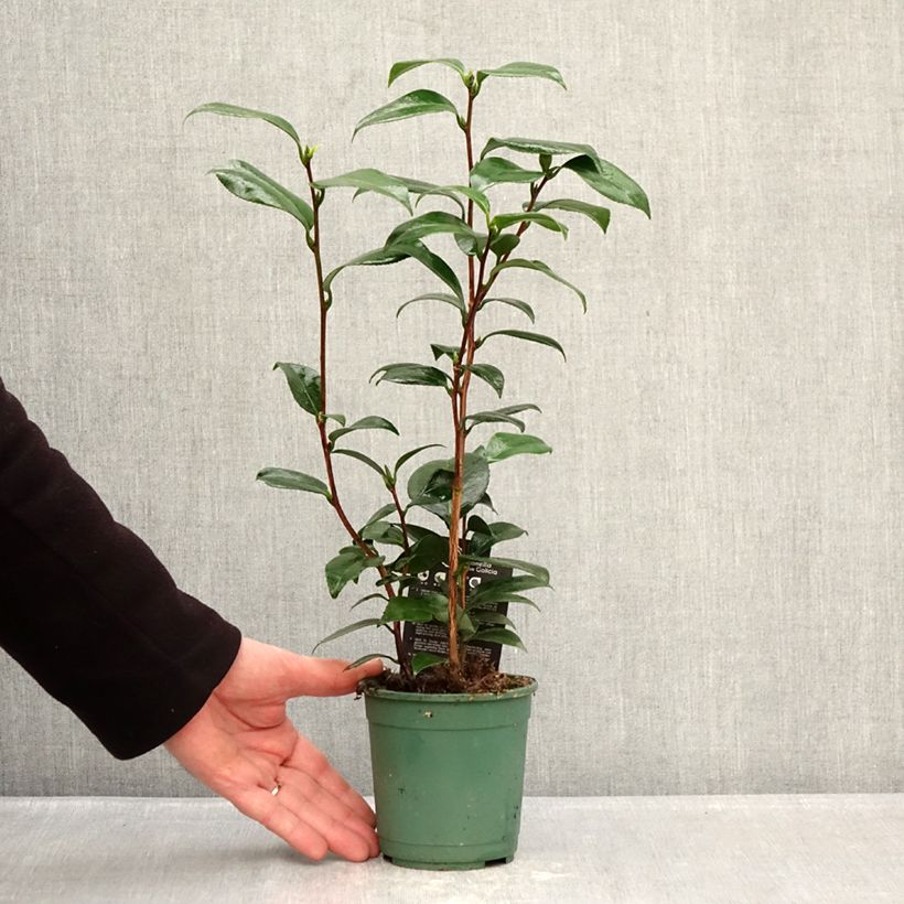 Spécimen de Camélia classique - Camellia Nuccio s Pearl Pot de 12 cm / 13 cm tel que livré en hiver