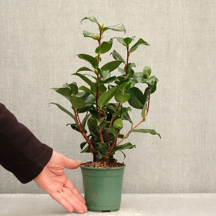 Spécimen de Camélia Comte de Gomer - Camellia japonica Pot de 12 cm / 13 cm tel que livré en hiver