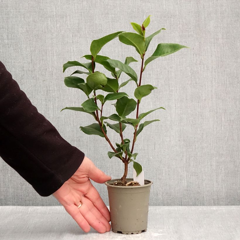 Spécimen de Camélia Coquetti - Camellia japonica Godet de 8/9 cm tel que livré en hiver