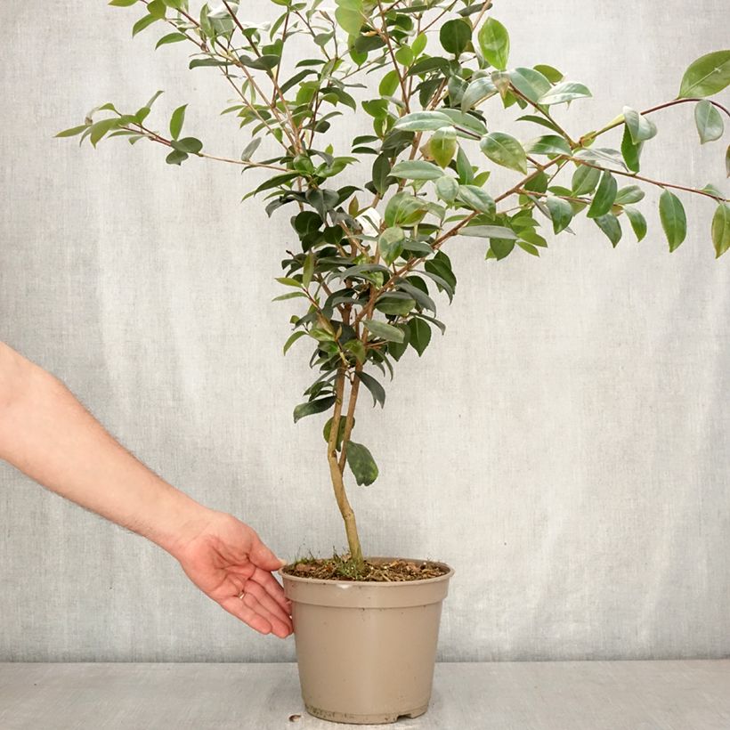 Spécimen de Camélia d’automne Ashtar – Camellia sasanqua  Pot de 4L/5L tel que livré au printemps