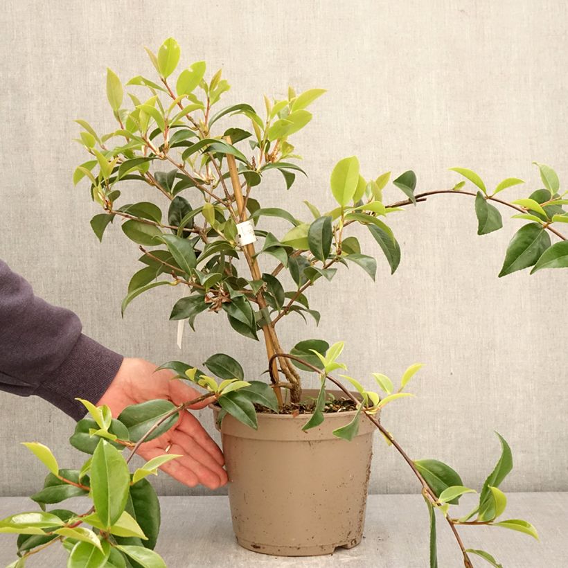 Spécimen de Camélia d'automne Autumn Jewel  Pot de 4L/5L tel que livré au printemps