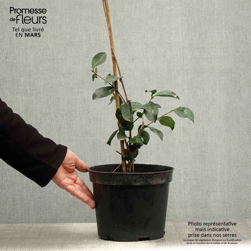 Spécimen de Camelia d'automne - Camelia sasanqua Narumi Gaita Pot de 4L/5L tel que livré au printemps