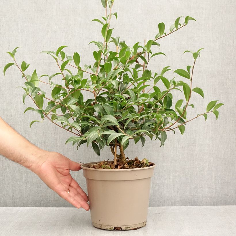 Spécimen de Camelia d'automne - Camellia sasanqua Frosted Star Pot de 4L/5L tel que livré en été