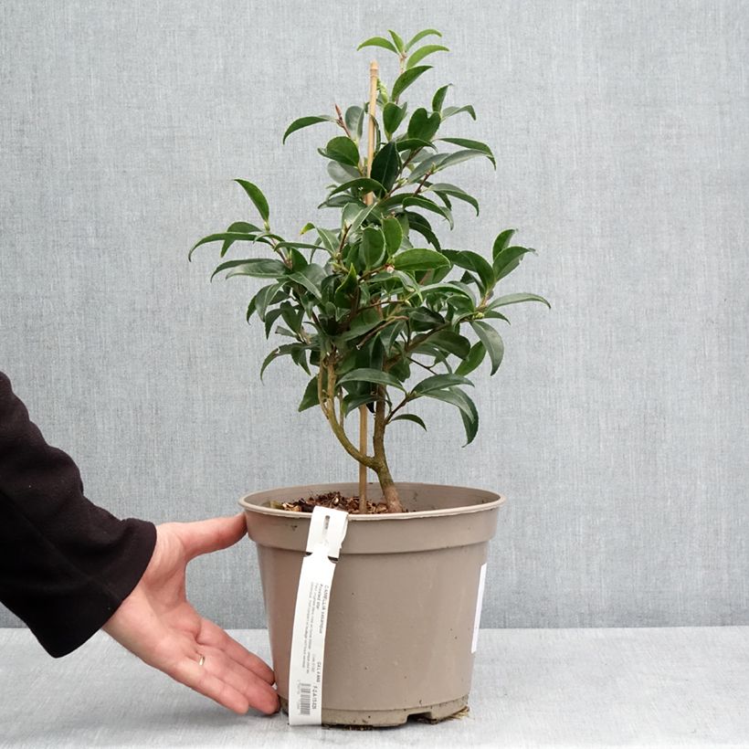 Spécimen de Camelia d'automne - Camellia sasanqua Frosted Star Pot de 4L/5L tel que livré au printemps