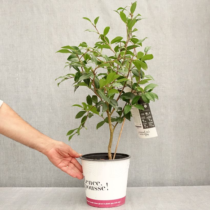 Spécimen de Camélia d'automne - Camellia sasanqua Hinode-Gumo Pot de 4L/5L tel que livré en été