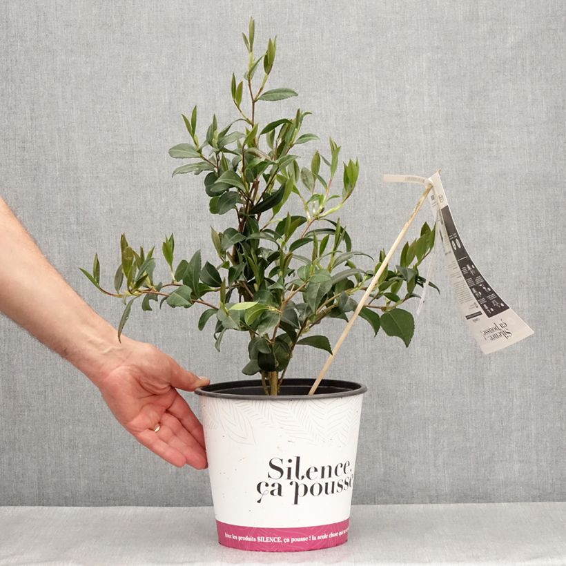 Spécimen de Camélia d'automne - Camellia sasanqua Hinode-Gumo Pot de 4L/5L tel que livré au printemps