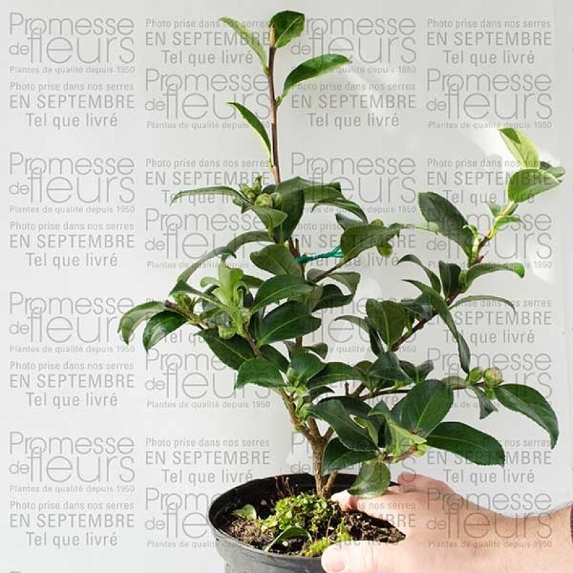 Exemple de spécimen de Camélia d'automne - Camellia sasanqua Interlude Pot de 4L/5L tel que livré
