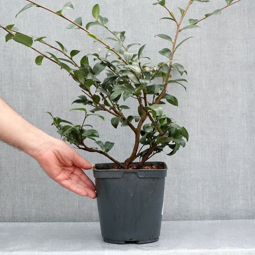 Spécimen de Camélia d'automne - Camellia sasanqua Kanjiro Pot de 3L/4L tel que livré au printemps