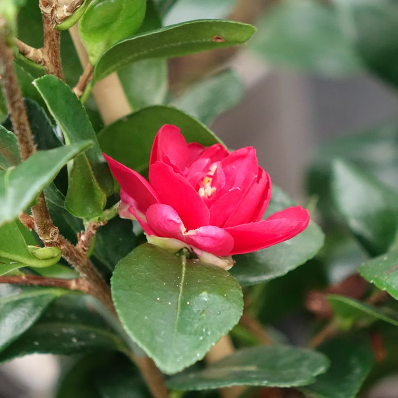 Camelia d'automne - Camellia x hiemalis Bonanza  (Floraison)