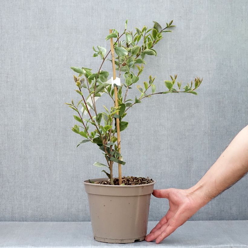 Spécimen de Camélia d'automne panaché - Camelia sasanqua Variegata  Pot de 4L/5L tel que livré au printemps