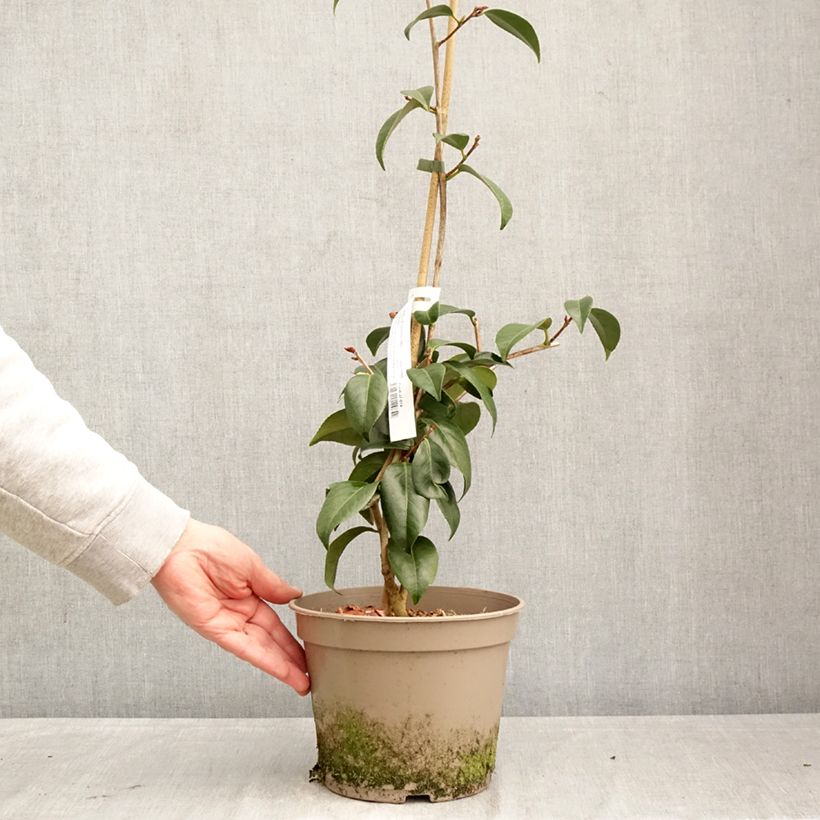 Spécimen de Camélia Donckelarii - Camellia japonica Pot de 4L/5L tel que livré au printemps