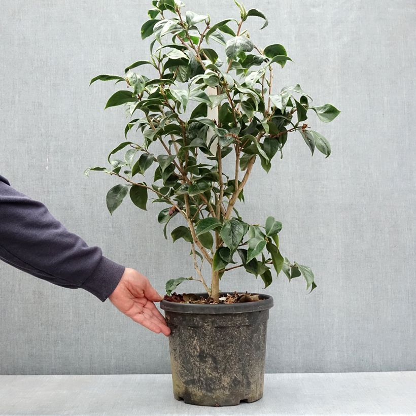 Spécimen de Camélia du Japon Painter's Palette - Camellia japonica  Pot de 4L/5L tel que livré au printemps