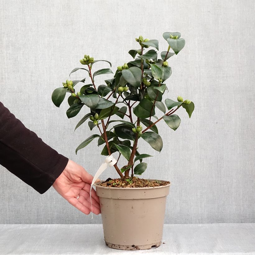 Spécimen de Camélia Il Gioiello - Camellia japonica Pot de 4L/5L tel que livré en automne
