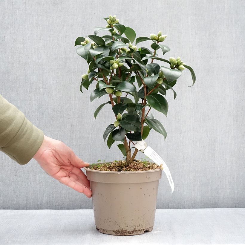 Spécimen de Camélia Il Gioiello - Camellia japonica Pot de 4L/5L tel que livré en hiver