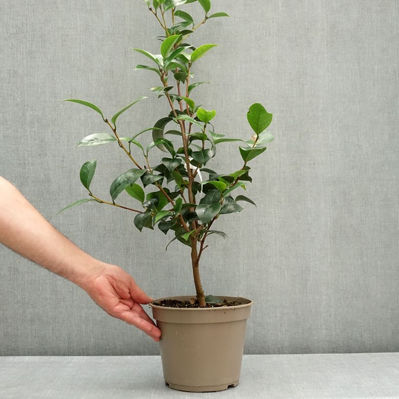 Spécimen de Camélia Il Gioiello - Camellia japonica Pot de 4L/5L tel que livré au printemps