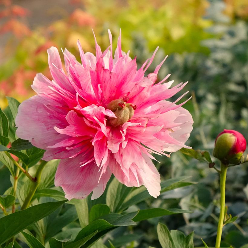 Camélia Inspiration - Camellia x reticulata (Floraison)
