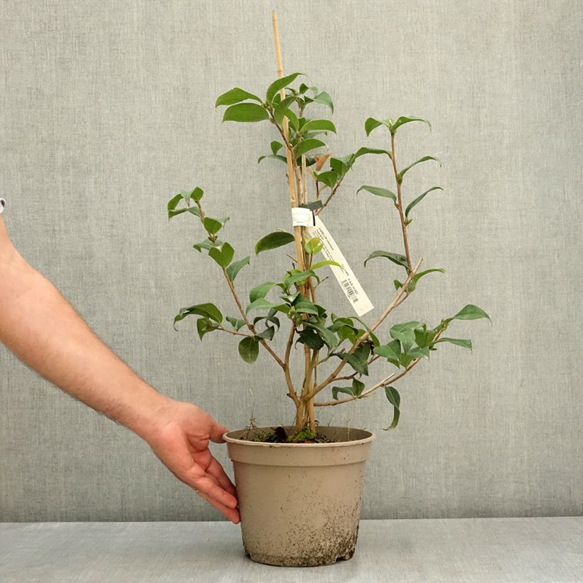 Spécimen de Camélia Inspiration - Camellia x reticulata Pot de 4L/5L tel que livré en été