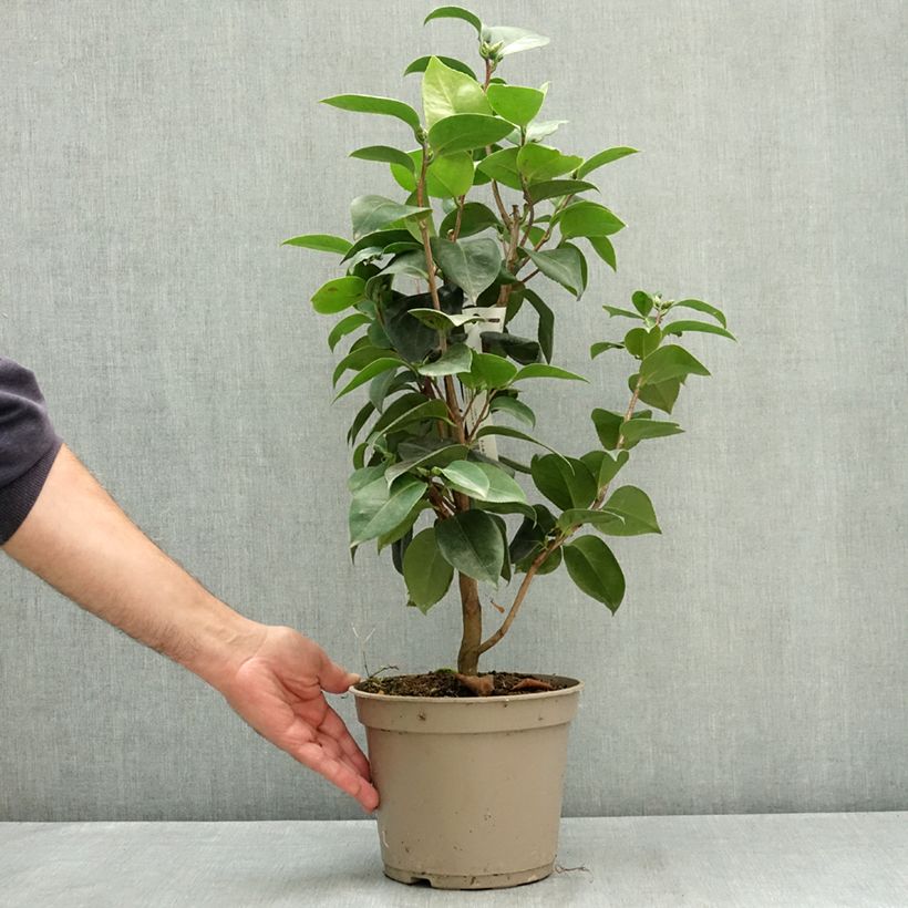 Spécimen de Camélia Janet Waterhouse - Camellia japonica Pot de 2L/3L tel que livré en été