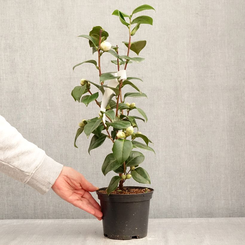 Spécimen de Camélia Janet Waterhouse - Camellia japonica Pot de 2L/3L tel que livré en hiver