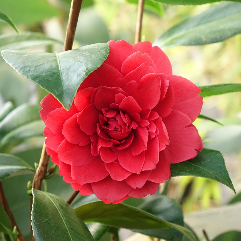 Camélia Manuroa Road - Camellia japonica (Floraison)