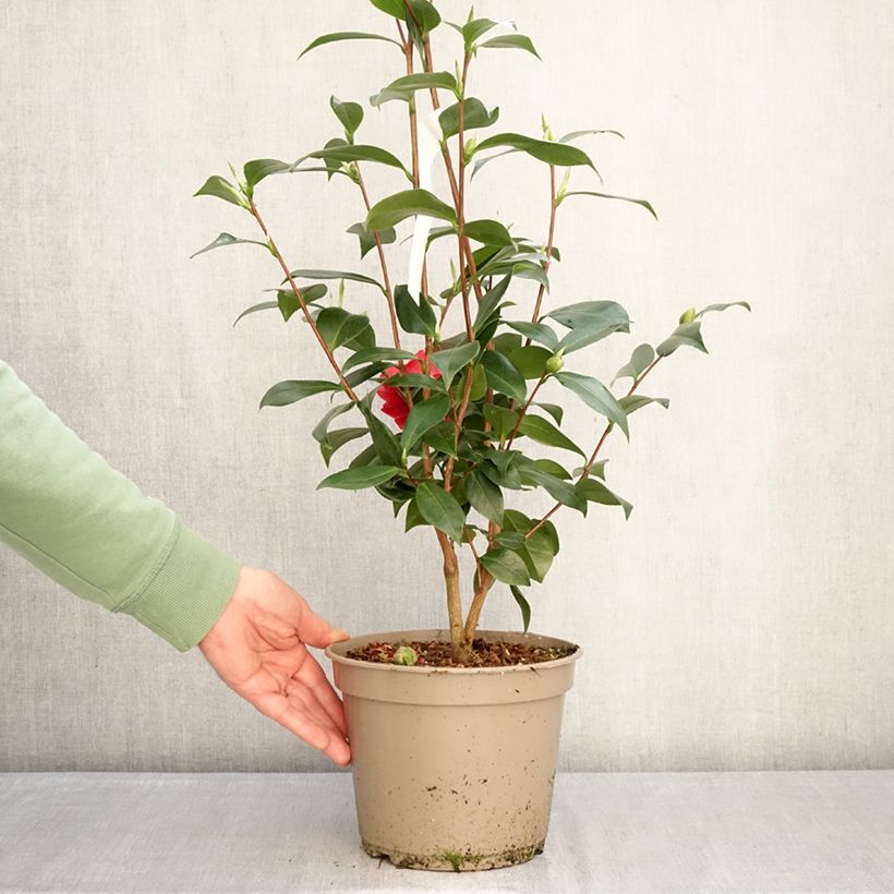 Spécimen de Camélia Manuroa Road - Camellia japonica Pot de 4L/5L tel que livré en hiver