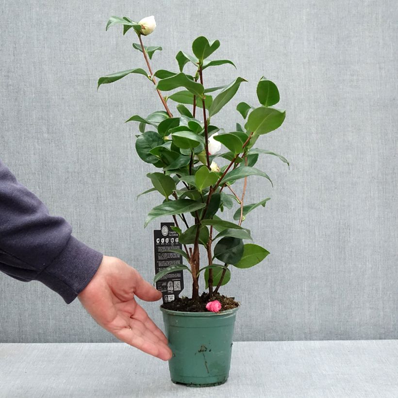 Example of Camélia Margaret Davis - Camellia japonica Pot de 12 cm / 13 cm as you get in printemps