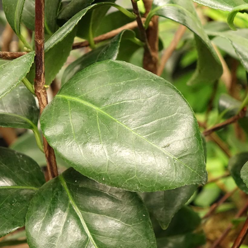 Camélia Margaret Davis - Camellia japonica (Foliage)