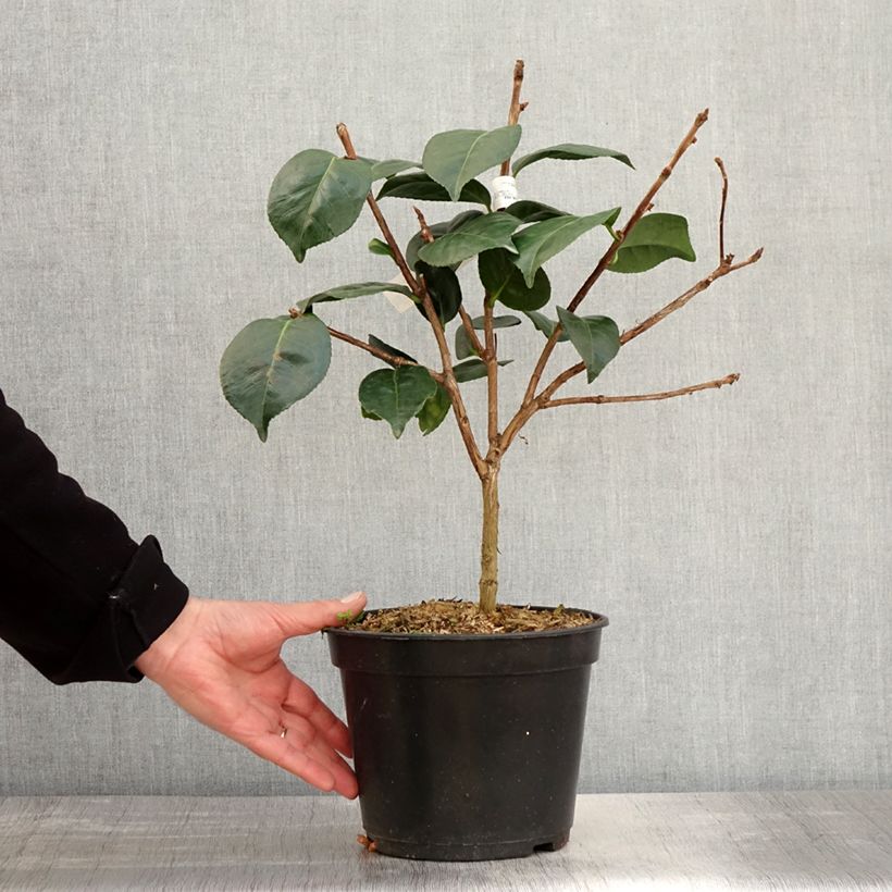 Spécimen de Camélia Marie-Galante - Camellia japonica Pot de 4L/5L tel que livré au printemps