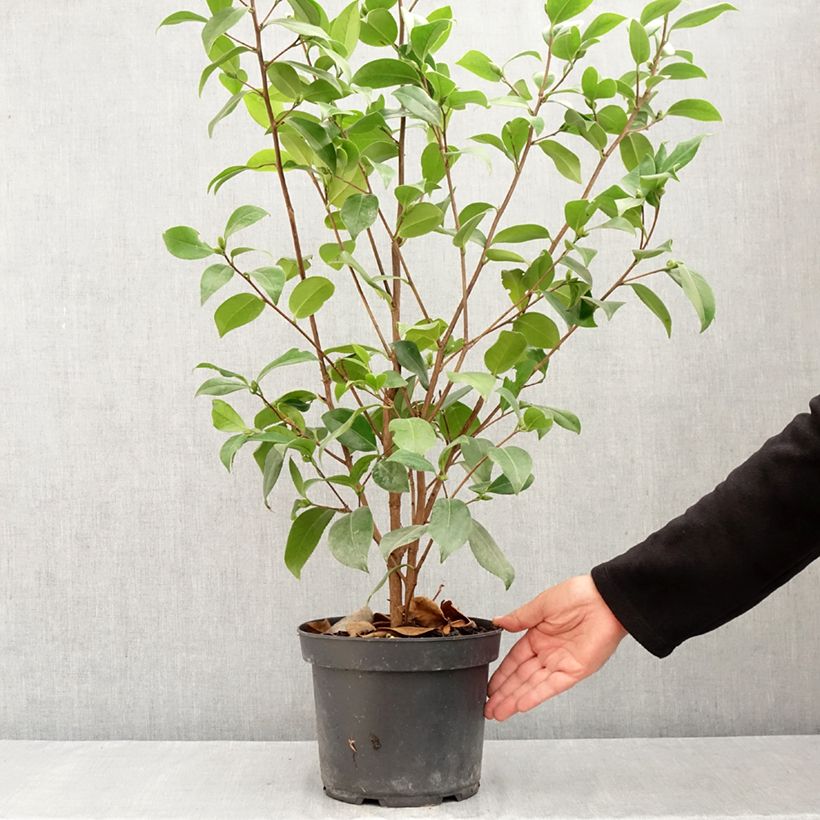 Spécimen de Camélia Mark Alan - Camellia japonica Pot de 4L/5L tel que livré en été